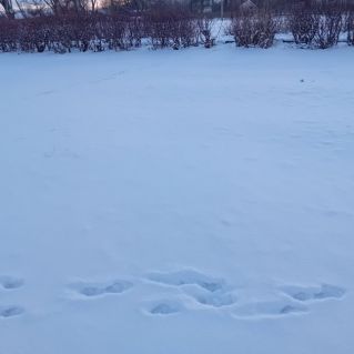 "Первые следы"