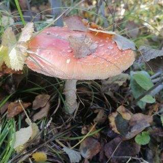 Осенний сюрприз