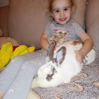 Кролик Хоша