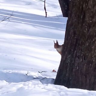 Авторская фотография животного мира Поволжья.  Авторское название:  "Ку-ку?"