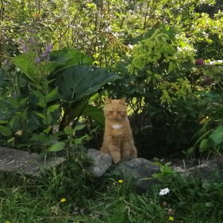 Василий на даче