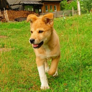 Буся в деревне