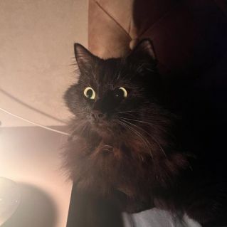 "Учёный кот"