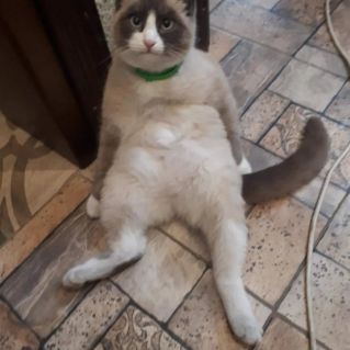 Мой питомец