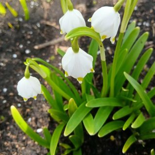 Первые цветы