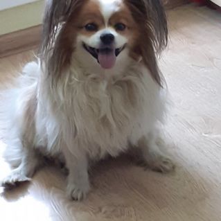 Пëсик самый лучший друг