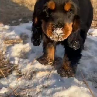 Мой любимый "Ушастик".