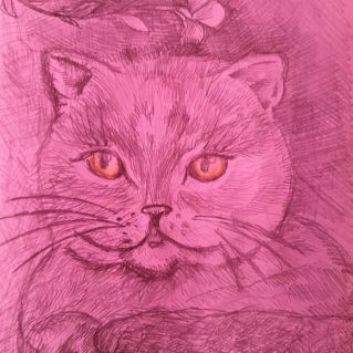 "Любимая кошка"