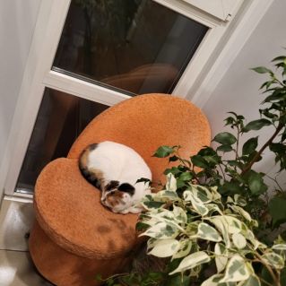 "Моя милая кошечка"