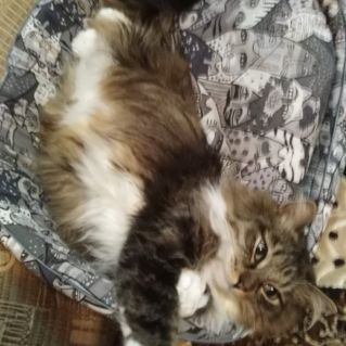 "Пушистая милашка"