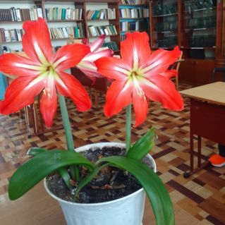 Гиппеаструм или "кавалерийская звезда».