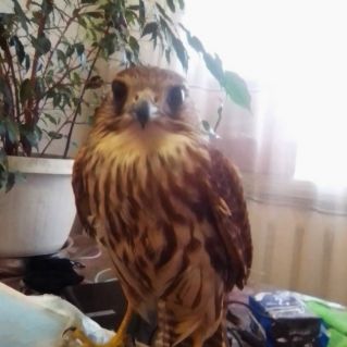 Мой сокол Гоша.