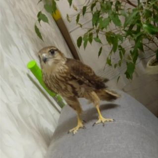 Домашний питомец - сокол.