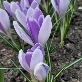 Весеннее вдохновение