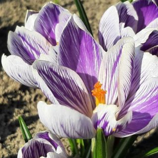 Пробуждение