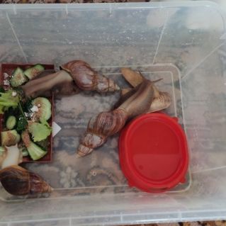 "Африканские улитки "