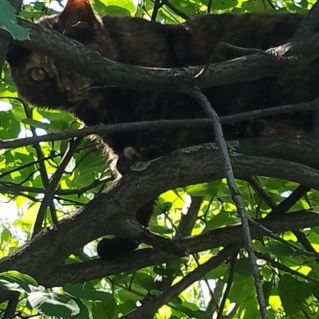 Усатый проказник