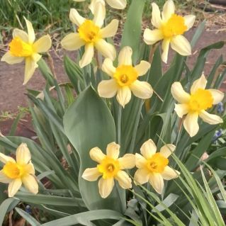 УЛЫБКА ВЕСНЫ