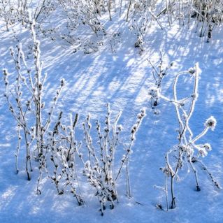 Белый танец