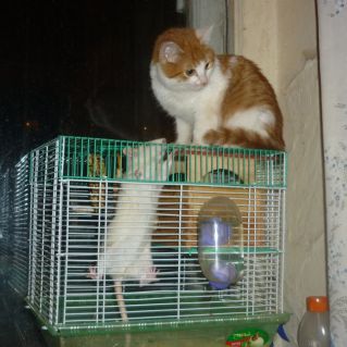 "Кошки-мышки"