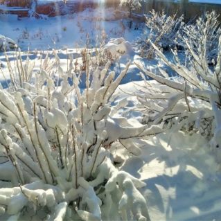 "Зима снежная была"