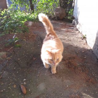 Кошка "Ася"Своенравные и забавные кошки никому не подчиняются, гуляют и сидят там, где хотят, иногда хулиганят и все это, совершенно, с независимым видом. Посмотрите на эту фотографию, кошки «Аси»,  надеемся, она вызовет у вас улыбку.