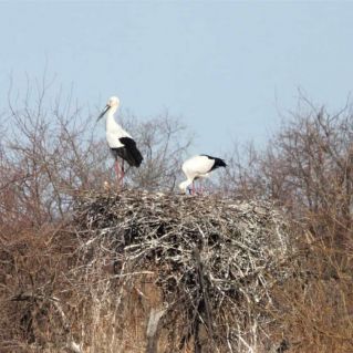 "Аисты. Мы дома..."