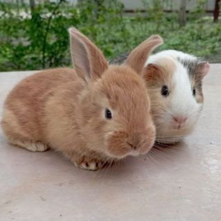 Друзья на века