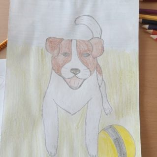 Мой четвероногий друг