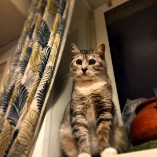 "Высоко сижу, далеко гляжу"