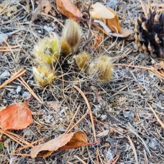 Первые подснежники в Якутии