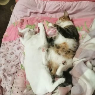 Мои любимые питомцы