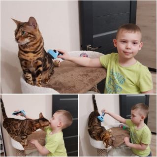 Настоящий тигр