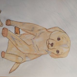 Любимая собачка