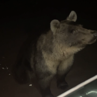 Давайте познакомимся