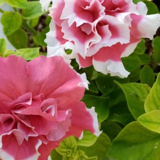 "Наша матушка красавица - природа"