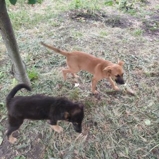 Верные друзья