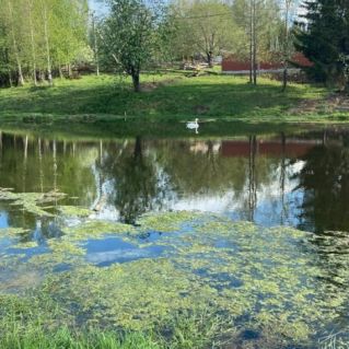 белый лебедь