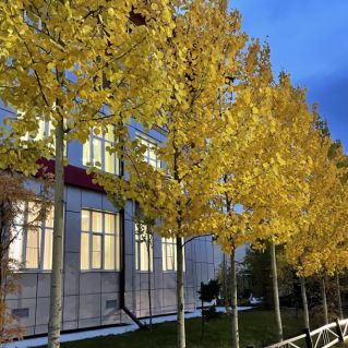 Золотая пора.