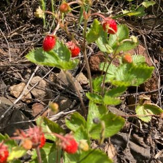 " Я капелька лета на тоненькой ножке"