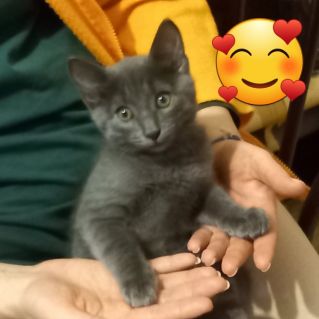 любимый кот