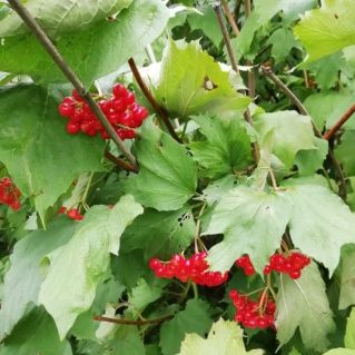 красная калина