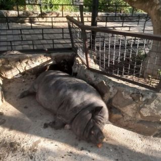 Тихий час  в Ялтинском зоопарке "Сказка"