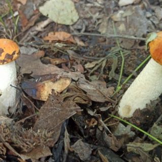 "Под кусточком грибочек"