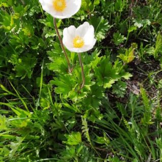 "Сбережём это чудо!"