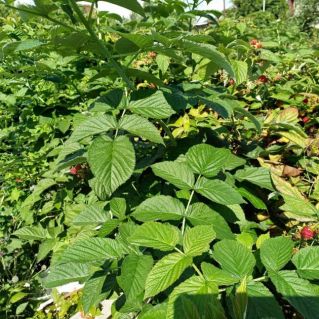 Малиновая радость