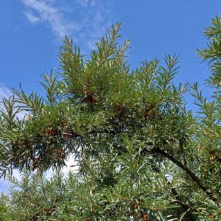 Облепиховое счастье