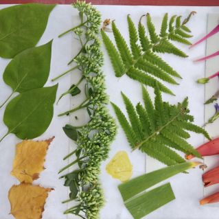 "Дары природы"