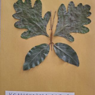 "Осенняя бабочка