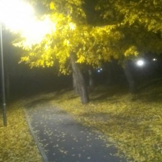 Вечерняя аллея